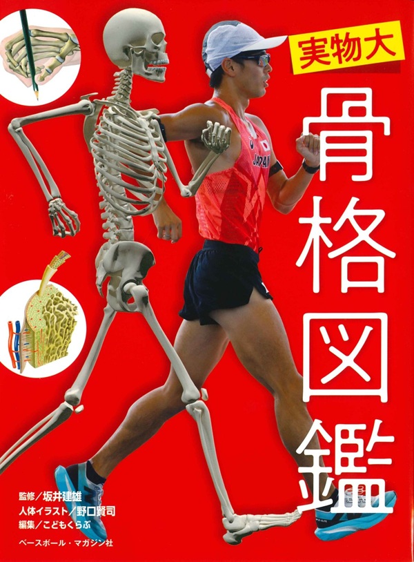 実物大　骨格図鑑